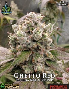 Ghetto Red (feminized) - Exotic Genetix