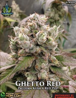 Exotic Genetix - Ghetto Red {FEM} [6pk]Ghetto Red