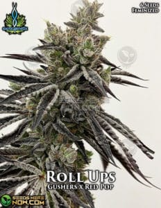 Roll ups (feminized) - exotic genetix