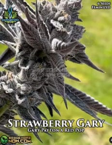 Strawberry gary (feminized) - exotic genetix