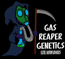 Gas Reaper Genetics: Meet SeedsHereNow.com’s Newest Autoflower Breeder