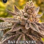 Bat Country (Regular) - S.A.G.E.masta Select