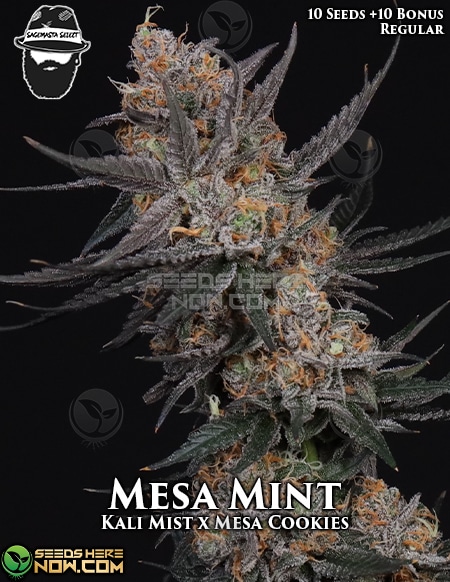 Sagemasta-Select-Mesa-Mint