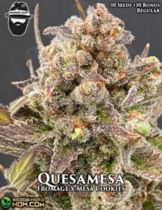 Quesamesa (Regular) - S.A.G.E.masta Select
