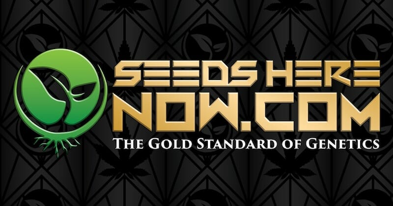 Seeds Here Now | Best Cannabis Seed Bank in the USA