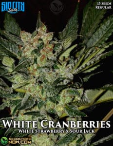 White cranberries (regular) - sin city seeds