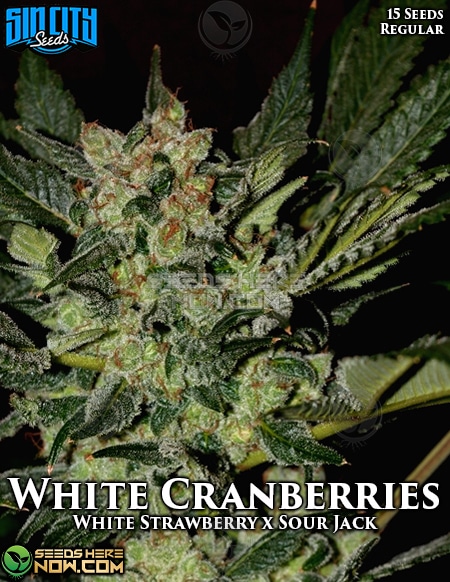 Sin-City-Seeds-White-Cranberries