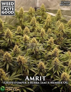 Amrit (regular) - weed should taste good