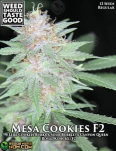Mesa cookie f2 (regular) - weed should taste good