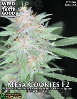 Weed Should Taste Good - Mesa Cookie F2 {REG} [12pk]wstg-mesa-cookies-f2
