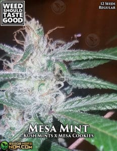 Mesa mint (regular) - weed should taste good