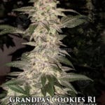 Grandpa's Cookies R1 (Feminized) - Ethos Genetics