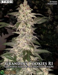 Grandpa's Cookies R1 (feminized) - Ethos Genetics