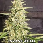 Inzane (Autoflower) - Ethos Genetics
