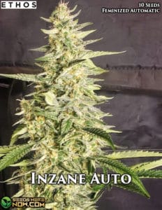 Inzane Auto (autoflower) - Ethos Genetics