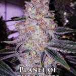 Planet of the Grapes (Autoflower) - Ethos Genetics