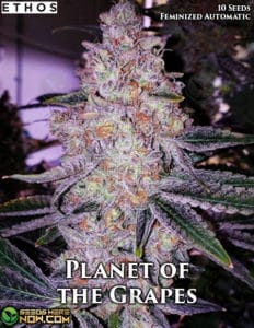 Planet of the Grapes Auto (autoflower) - Ethos Genetics