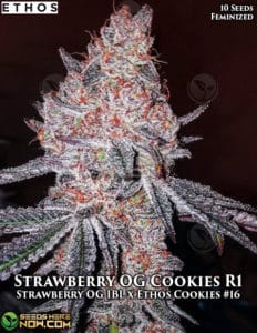 Strawberry Og Cookies R1 (feminized) - Ethos Genetics