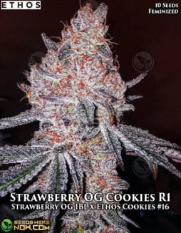 Ethos Genetics - Strawberry OG Cookies R1 {FEM} [10pk]Ethos-genetics-strawberry-og-cookies-r1