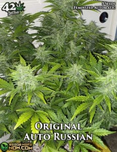 Original Auto Russian (autoflower) - Fast Buds
