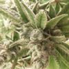 Gg4 S1 (feminized) - Gg Genetics