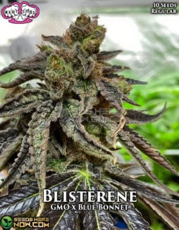 Riot Seeds - Blisterene {REG} [10pk]riot-seeds-blisterene