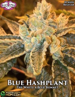 Riot Seeds - Blue Hashplant {REG} [10pk]riot-seeds-blue-hashplant