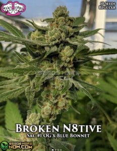 Broken N8tive (Regular) (space) Riot Seeds