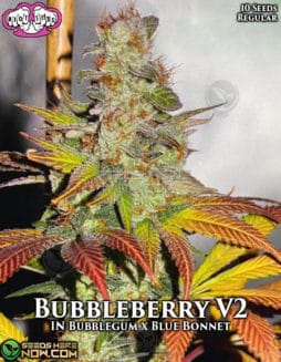 riot-seeds-bubbleberry-v2