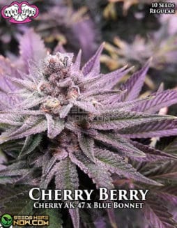 Riot Seeds - Cherry Berry {REG} [10pk]riot-seeds-cherry-berry