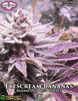 Riot Seeds - Eyescream Bananas {REG} [10pk]riot-seeds-eyescream-bananas