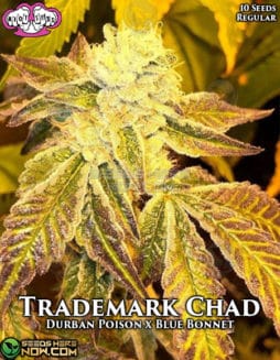 Riot Seeds - Trademark Chad {REG} [10pk]riot-seeds-trademark-chad