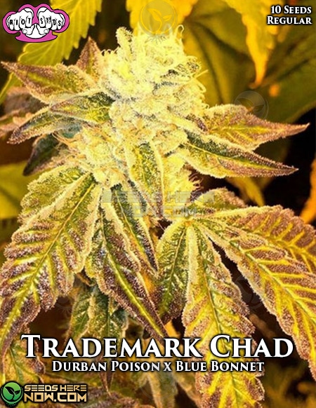Riot-seeds-trademark-chad