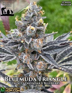 Bluemuda Triangle (Regular) - Second Generation Genetics