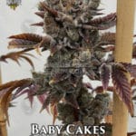 Baby Cakes (Feminized) - Solfire Gardens