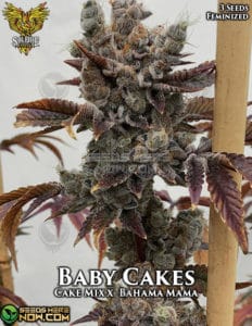 Baby cakes (feminized) - solfire gardens