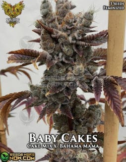 Solfire Gardens - Baby Cakes {FEM} [3pk]solfire-gardens-baby-cakes-fem-3