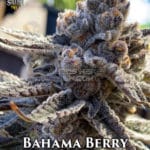 Bahama Berry (Feminized) - Solfire Gardens