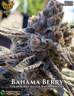 Solfire Gardens - Bahama Berry {FEM} [3pk]solfire-gardens-bahama-berry-fem-3