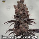 Bahama Bussdown (Feminized) - Solfire Gardens