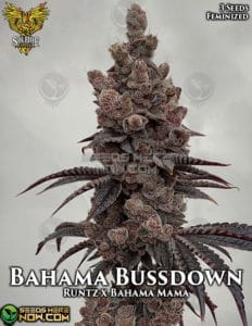 Bahama Bussdown (Feminized) (space) Solfire Gardens