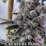Creature Panic (Feminized) - Solfire Gardens