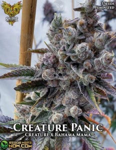 Creature Panic (feminized) - Solfire Gardens