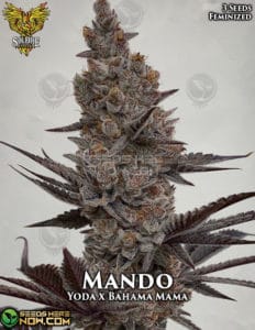 Mando  (feminized) - solfire gardens