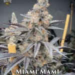Miami Mami (Feminized) - Solfire Gardens