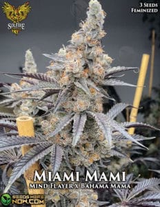Miami Mami (feminized) - Solfire Gardens