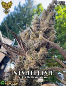 Nfsheeeesh (feminized) - solfire gardens