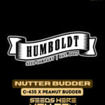 Nutter Budder (Feminized) - Humboldt Seed Company