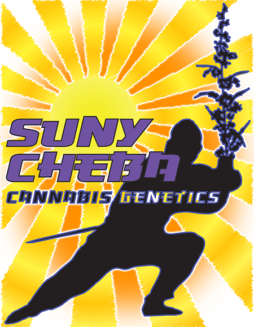 Suny Cheba Genetics - Spunk {REG} [5pk]Productph