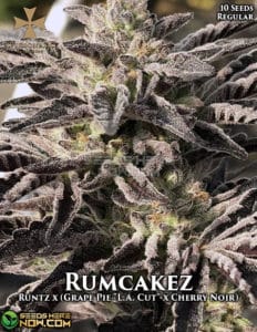 Rumcakez (Regular) - Aficionado Seeds